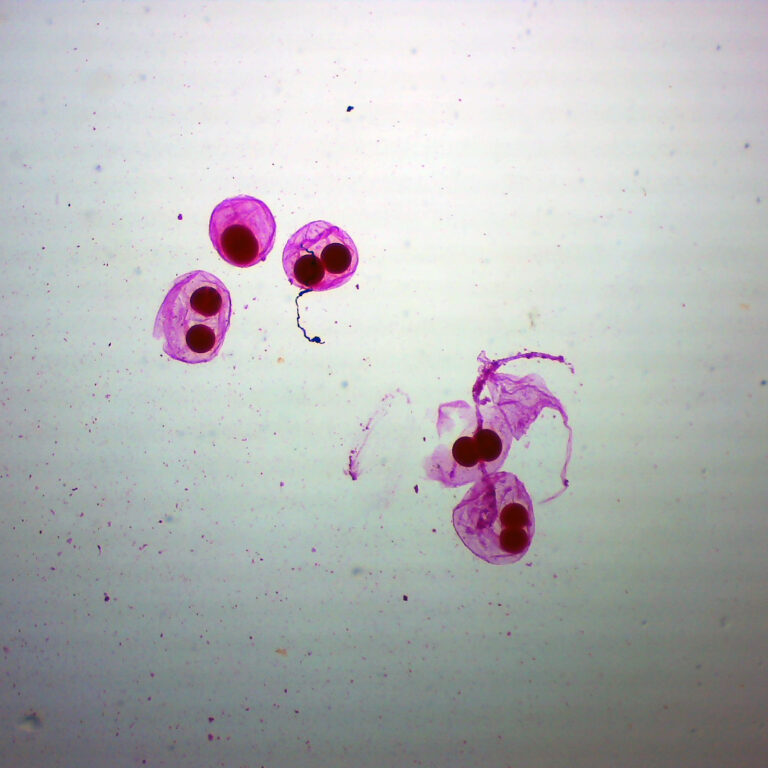 Pieces Branchiostoma Amphioxus Ova Whole Mount