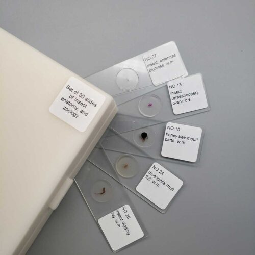 30-pieces-Prepared-Slides-of-typical-insects