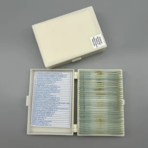 30pcs insect specimen set featuring mouthparts, legs, wings, and antennae