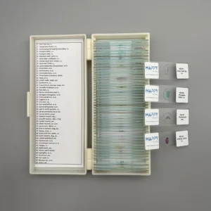 Five Kingdom Prepared Slides