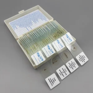 Typical Insect Anatomy Prepared Microscope Slides Set