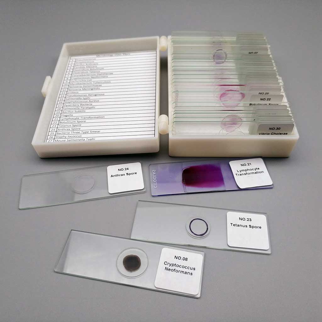 Details about   30PCS Lab Microbiology Teaching Microbiology Human Bacteria Prepared Slides 
