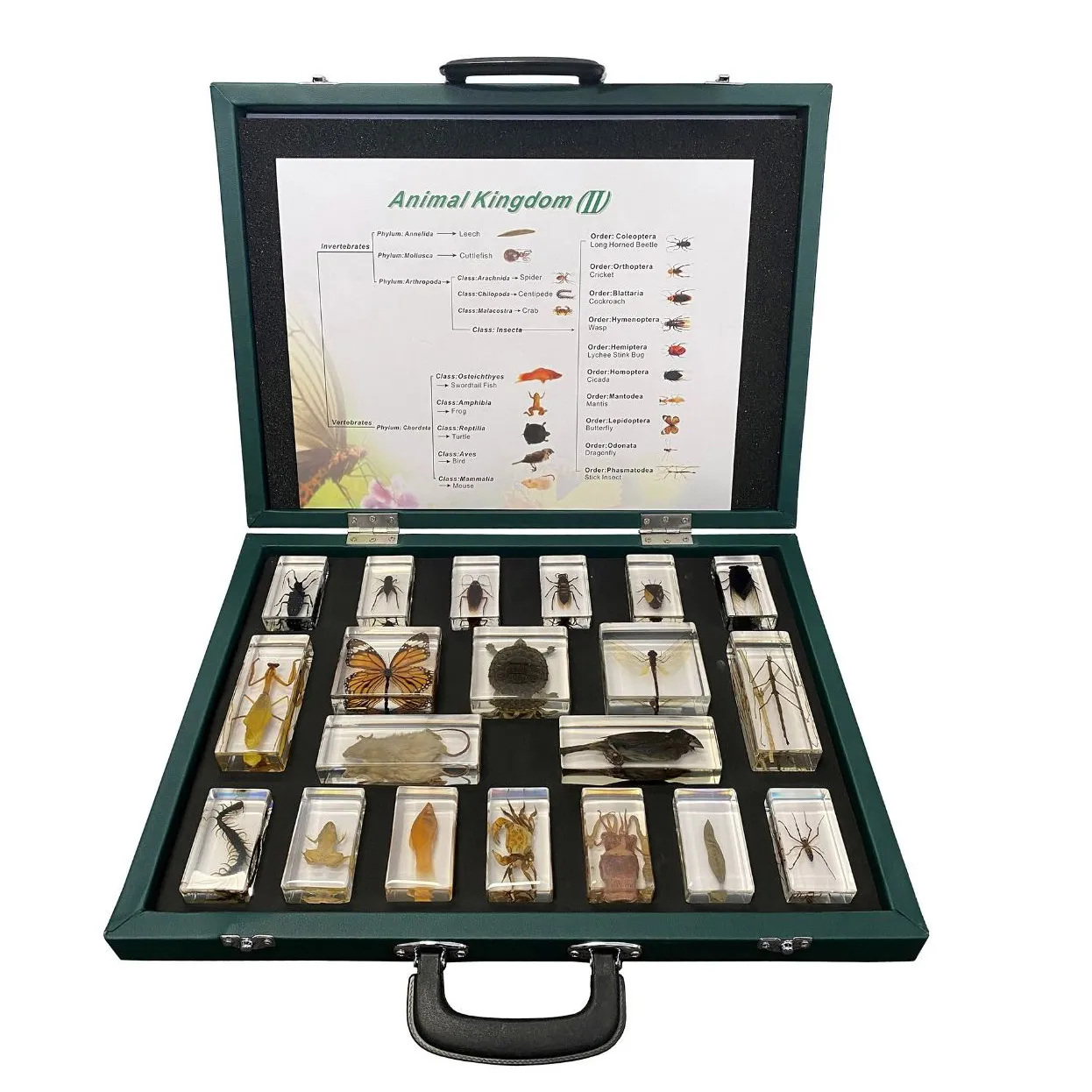 20pcs Animal Kingdom embedded specimen