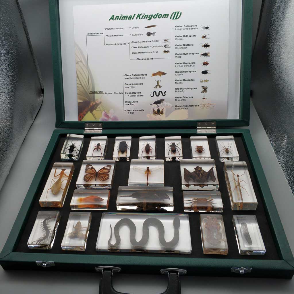 Animal kingdom embedded specimen - Xinxiang Happy Science Co., Ltd.