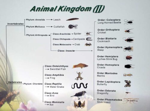Animal-Kingdom-list - embedded specimen