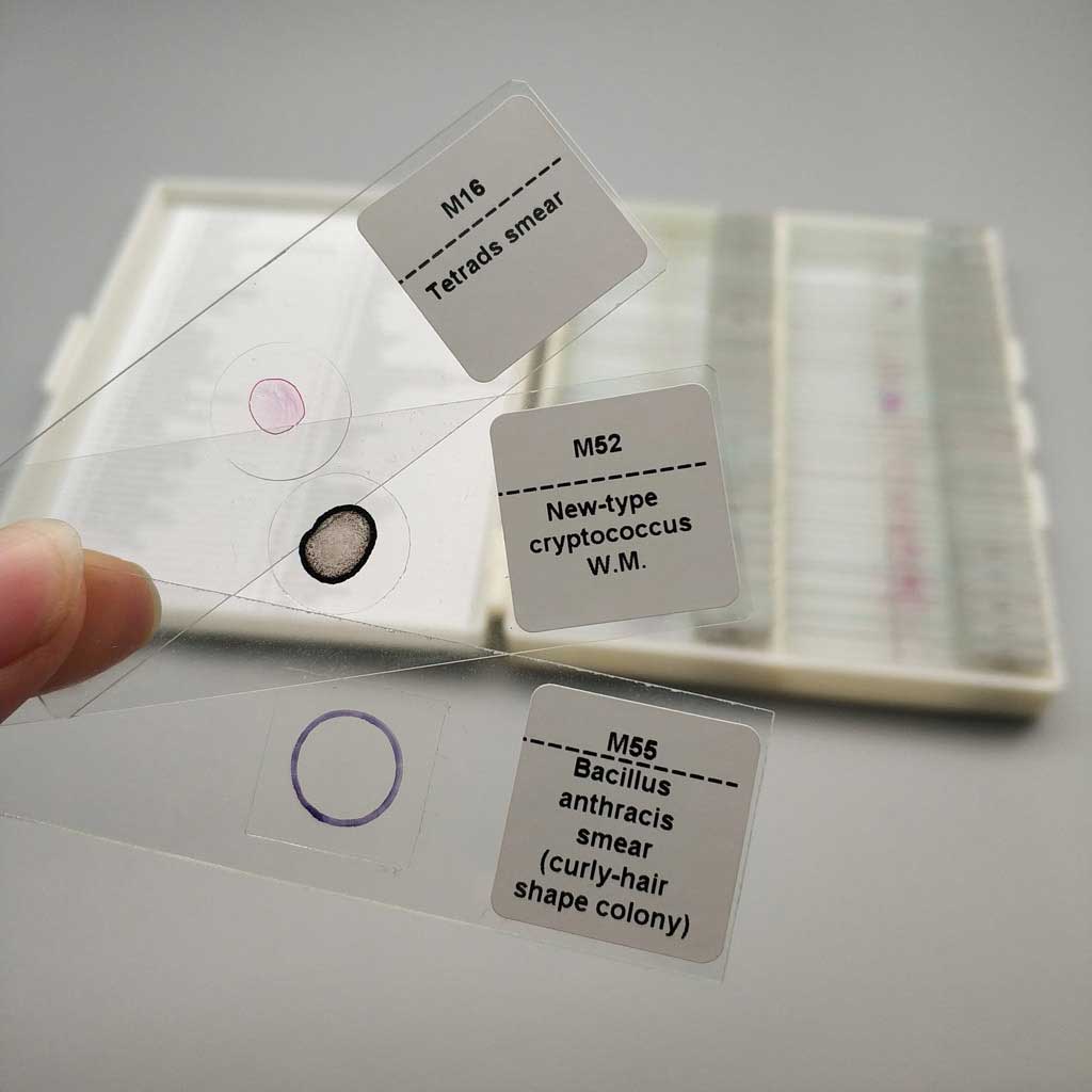 Details about   Different Microbiology microscope prepared slides bacteria prepared slides set 