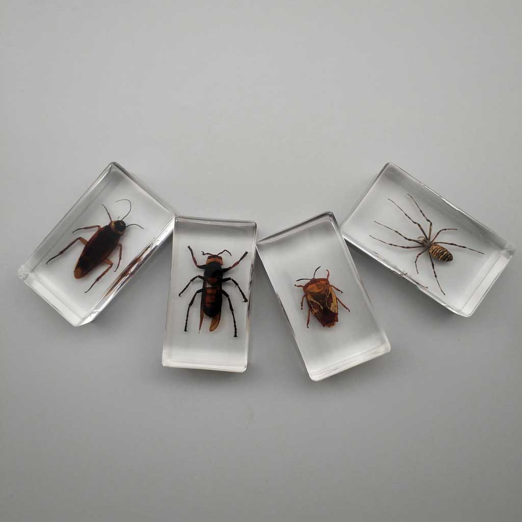 100PCS/Set Biological Glass Sample Prepared Basic Animal Plants Insects Z4E0 