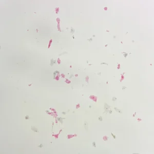 Amoeba Proteus Prepared Slides