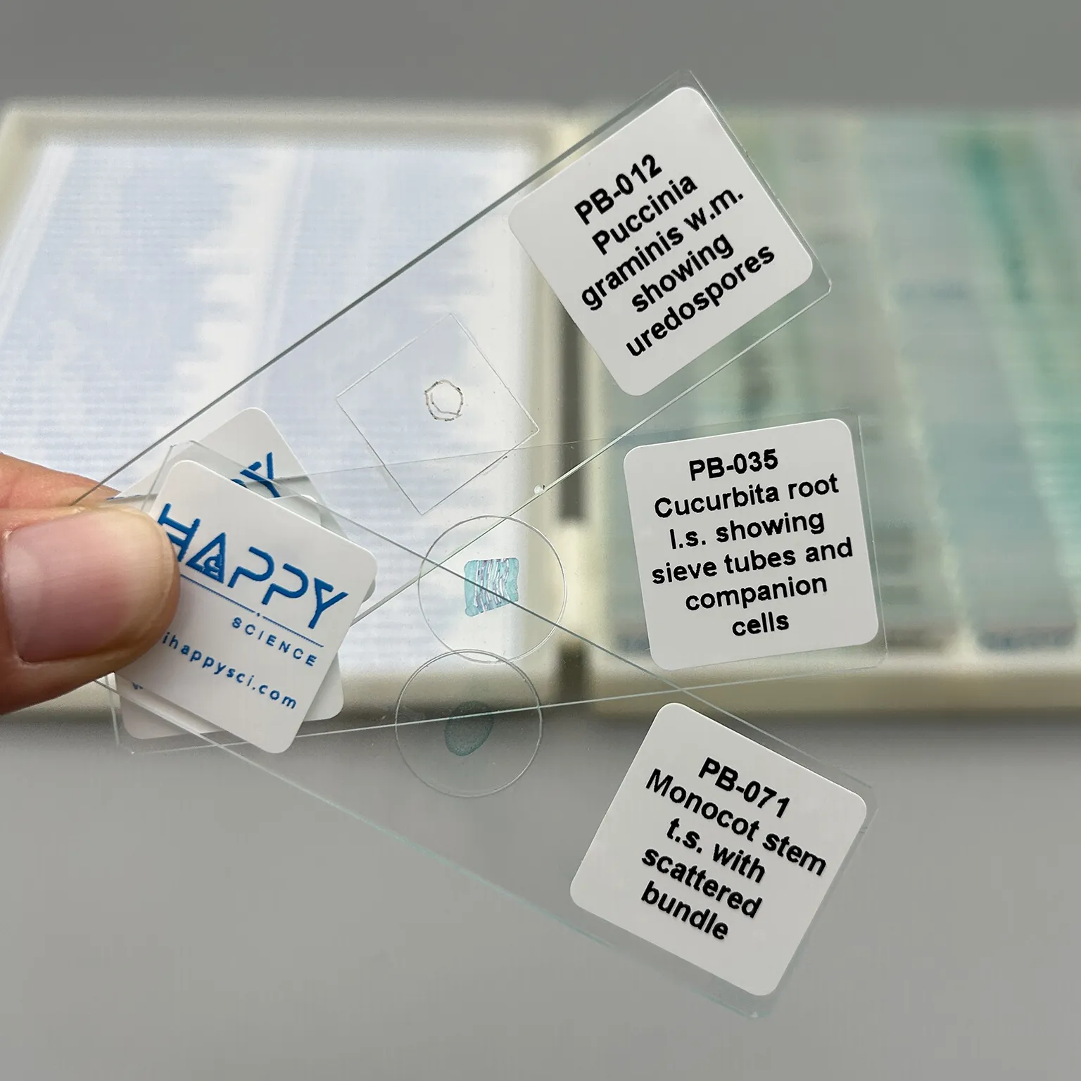 botany prepared microscope slides Actual Slides