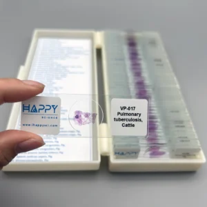 50pcs Veterinary pathology slides