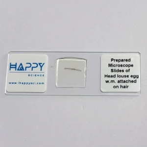 Head louse egg