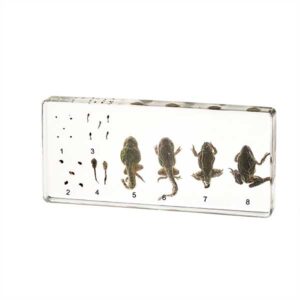 Frog Development Educational Embedded Specimen