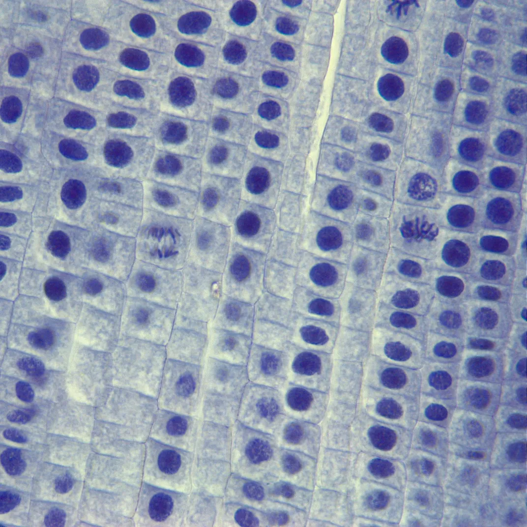 Typical plant mitosis prepared slides