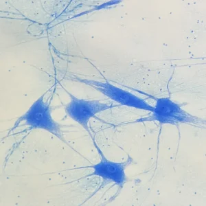 Motor nerve cells, smear from cow spinal cord