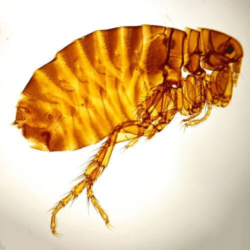 female flea w.m. prepared slides
