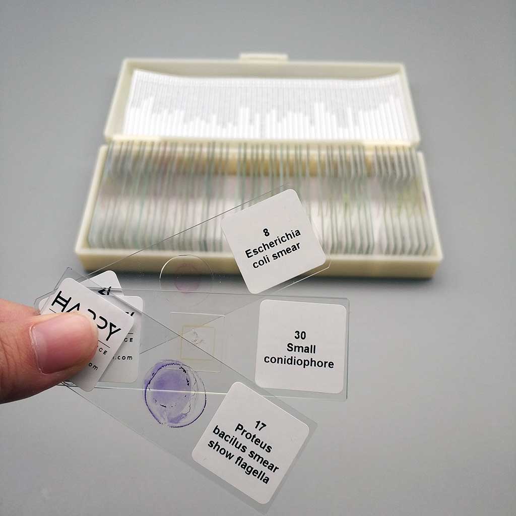 Prepared Microscope Glass Slides Microbial Bacterial Specimen Slices 50pcs 
