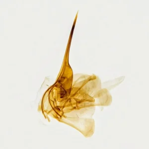 Honeybee Sting whole mount, Prepared Microscope Slides
