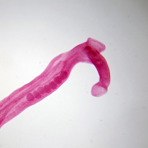 male schistosoma japonicum