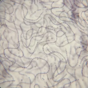 nostoc sp. prepared slide