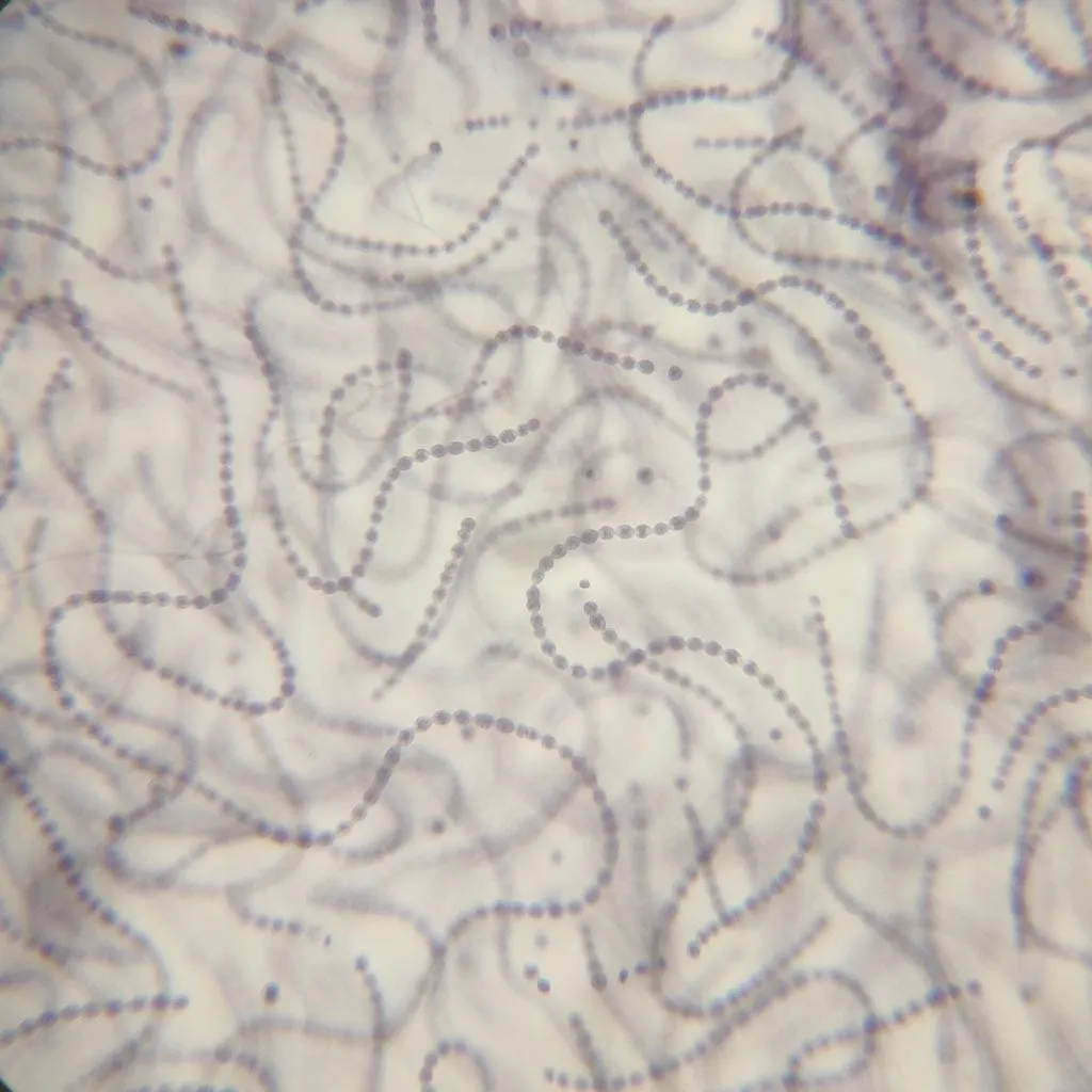 nostoc sp. prepared slide