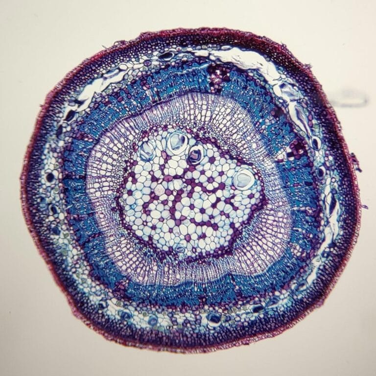 Pine stem segregation, Macerated Wood Cells