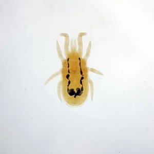chicken mite w.m.