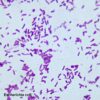 Escherichia coli smear, bacteria prepared slides expert whole sale supplier