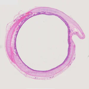 trachea c.s.