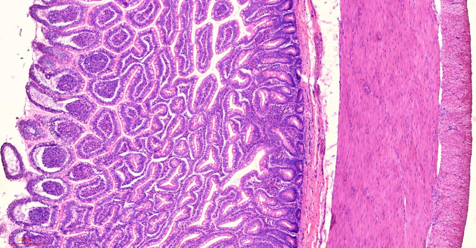 Human ileum cross-section histology slides, 7 µm sec., H&E Stain, human ...