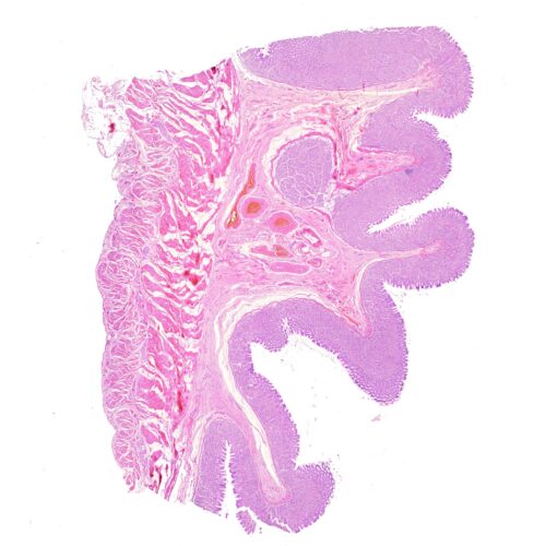 Human stomach section histology slides, 7 µm sec., H&E Stain, human ...