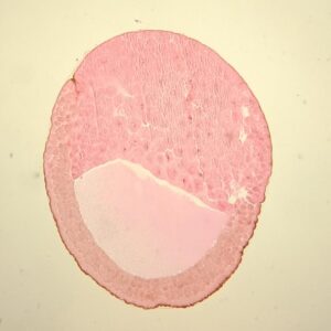 frog embryo blastula stage sec.