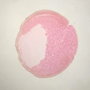 frog embryo early gastrula stage sec.