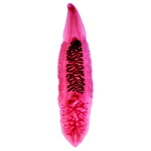Clonorchis sinensis adult whole mount