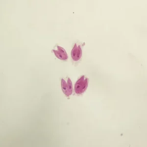Paramecium in conjugation, nuclei stained
