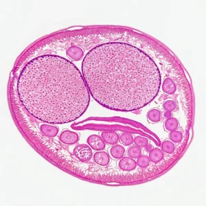 female Ascaris lumbricoides or Roundworm, 7 µm sec.