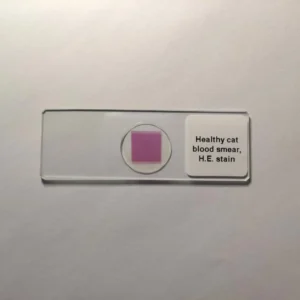 healthy cat blood smear, H.E. stain