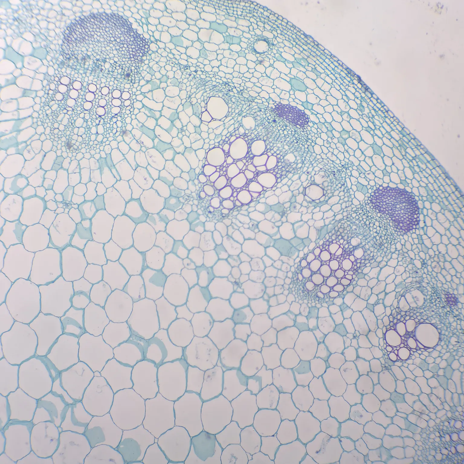 Helianthus Stem c.s.
