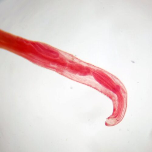 (Hookworm) ancylostoma caninum female whole mount