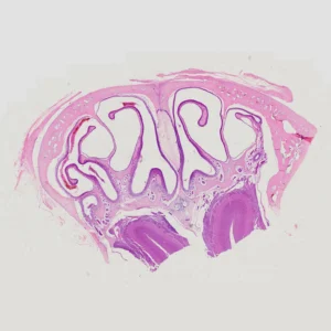 olfactory epithelium