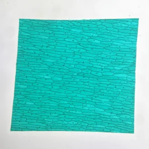 Onion epidermal cell