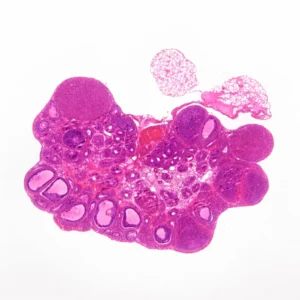 Rat Ovary c.s. (H&E Stain)