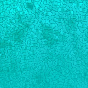 Lower Epidermis of jade hairpin show stoma