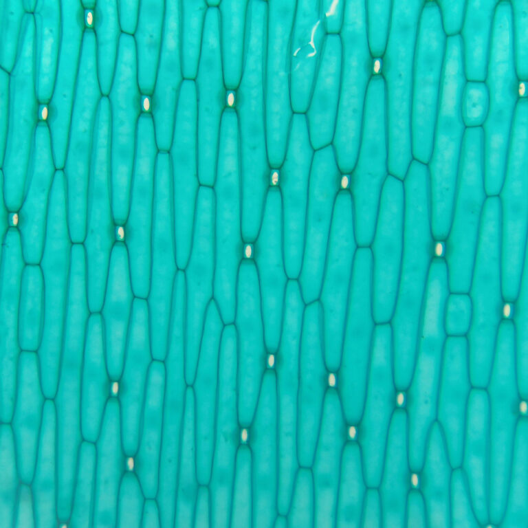 lower-epidermis-of-tenuifolia-show-stoma-factory-from-china