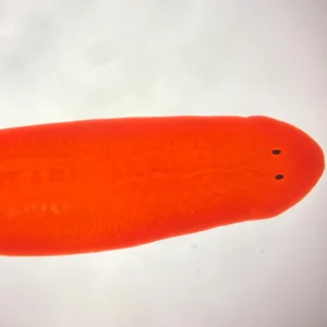 Planaria whole mount