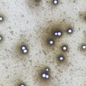 Cryptococcus neoformans