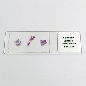 Human salivary glands composition