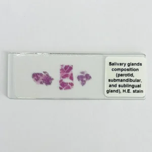 Salivary glands composition (parotid, submandibular gland, and sublingual gland)