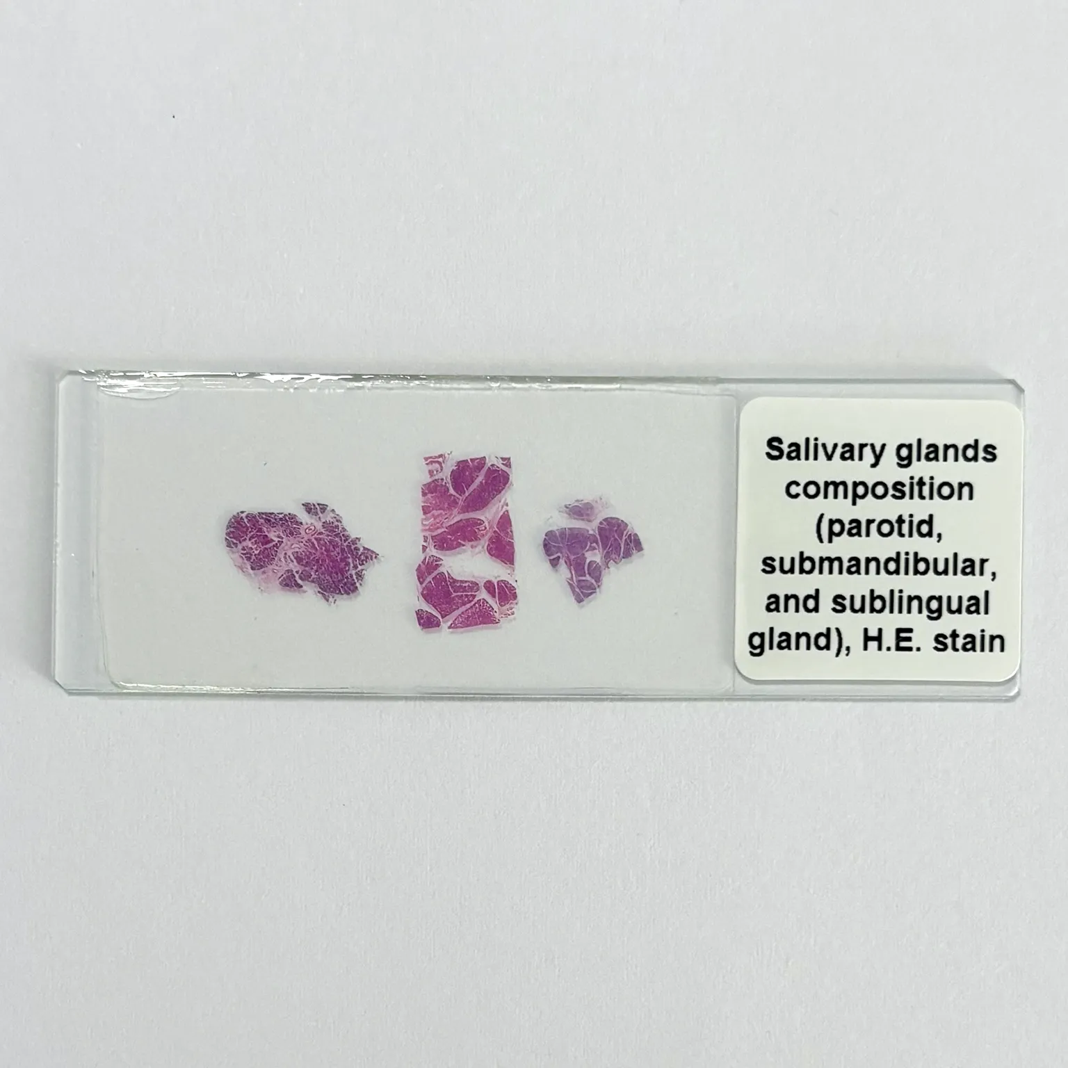 Salivary glands composition (parotid, submandibular gland, and sublingual gland)