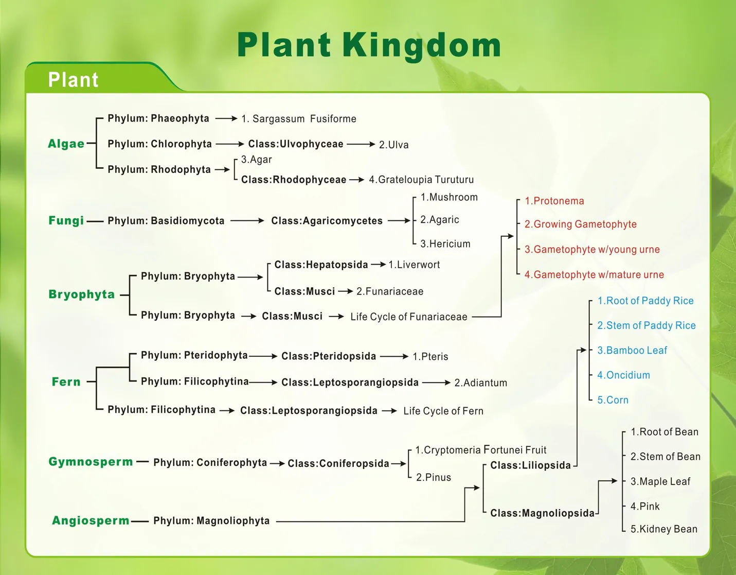 Plant Kingdom Embedded Specimen List