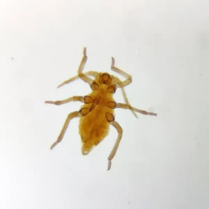 Aphid whole mount